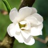 Geurolie Magnolia